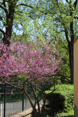 Cercis canadensis 'Forest Pansy' - zmarlika kanadská - kvetoucí habitus